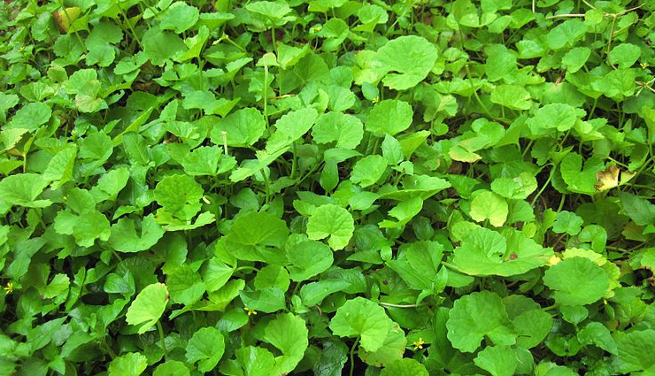 remedies you can use for alzheimer disease,Health tips,healthy living