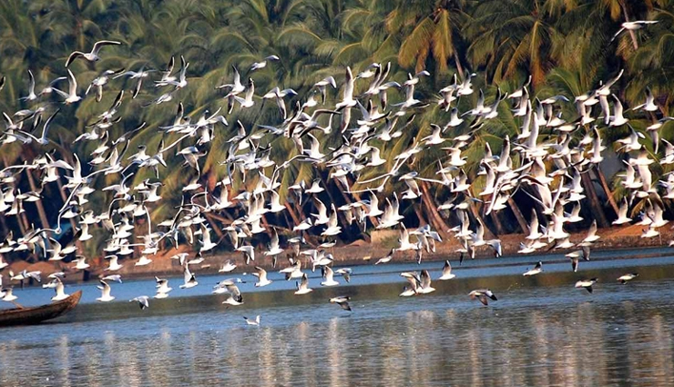 wildlife sanctuaries in kerala,best wildlife sanctuaries in kerala,top wildlife sanctuaries to visit in kerala,kerala wildlife tour,kerala wildlife sanctuaries list,best wildlife destinations in kerala,famous wildlife sanctuaries in kerala,kerala national parks and wildlife sanctuaries,visit kerala wildlife sanctuaries,wildlife sanctuaries for nature lovers in kerala,kerala wildlife photography spots,nature reserves in kerala,kerala wildlife sanctuary travel guide,elephant sanctuaries in kerala,bird sanctuaries in kerala