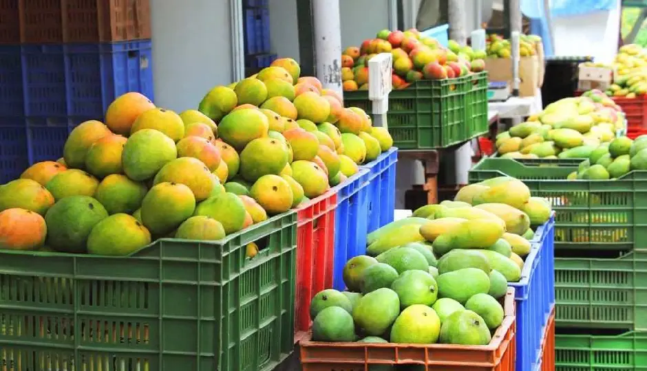 जापान में भारतीय आमों पर लगा बैन, जानिए आखिर क्यों लिया गया बड़ा फैसला