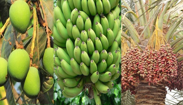 nipah,nipah virus,nipah alert,kerala,kerala tourism