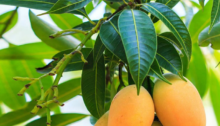 Health tips,health tips in hindi,ear pain,home remedies