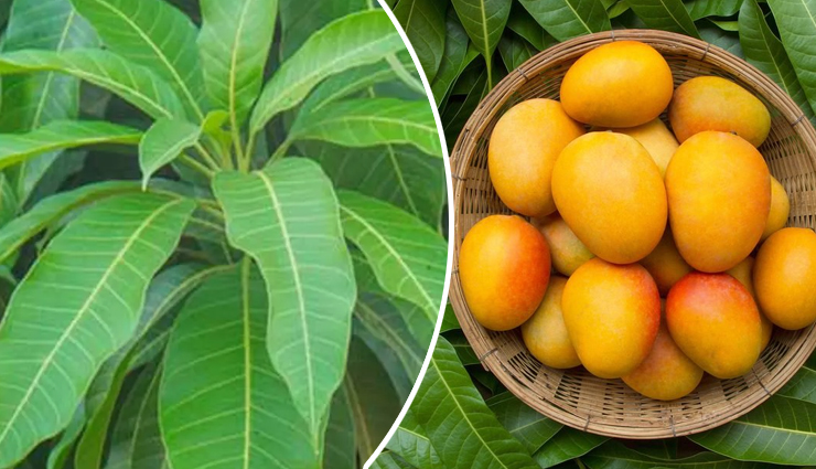 Amazing Health Benefits of Mango Leaves