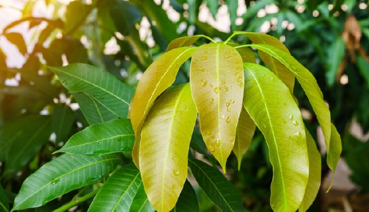 डायबिटीज: बढ़ती समस्या और इसे नियंत्रित करने के प्रभावी आयुर्वेदिक उपचार diabetes remedies,ayurvedic remedies for diabetes,control blood sugar naturally,manage diabetes with natural treatments,fenugreek for diabetes,cinnamon for blood sugar,control blood sugar,diabetes diet,natural ways to manage diabetes,bitter gourd for diabetes