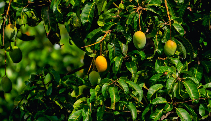 10 Proven Health Benefits of Mango Leaves