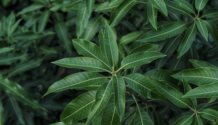 mango leaves benefits,health benefits of mango leaves,mango leaves for diabetes,natural remedies with mango leaves,medicinal uses of mango leaves,mango leaves tea,mango leaves for heart health,mango leaves for immunity,traditional healing with mango leaves,herbal benefits of mango leaves