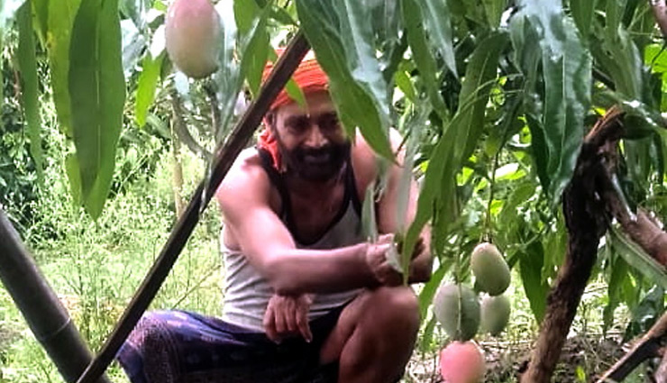बिहार / मैंगो मैन ने विकसित की आम की नई प्रजाति, नाम रखा लॉकडाउन