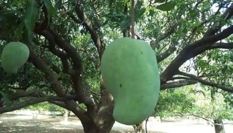 modi mango,lucknow,mango festival,narendra modi,news,news in hindi