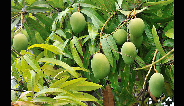 right direction to keep plants in house for growth and prosperity,vastu tips to keep plants in house,plants for growth,astrology tips