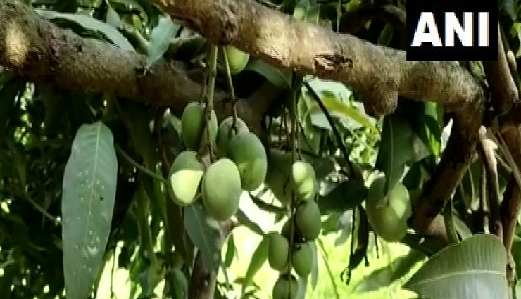 लोगों के लिए अजूबा बना ये पेड़, इस पर लगते हैं 121 वैरायटी के आम 