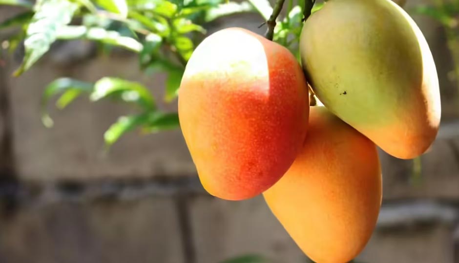 6 Foods You Should Not Eat With Mangoes