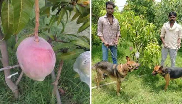 7 अनोखे आम जिनकी सुरक्षा में 24 घंटे तैनात रहते हैं 4 गार्ड और 6 खतरनाक कुत्‍ते