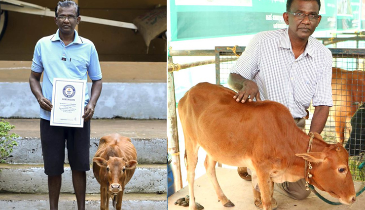 meet the world record holder cow from india