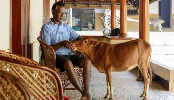 meet the world record holder cow from india