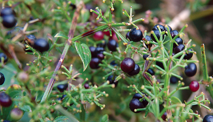 herbs and their benefits,some special herbs for health,healthy living,Health tips,herbs and its benefits