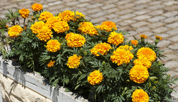 mosquito repellent plants,plants to grow in house,household tips,home decor tips,balcony plants