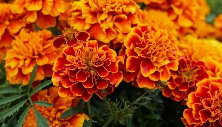 natural remedies for hives,home remedies for urticaria,get rid of hives naturally,hives remedies at home,natural ways to relieve hives,home treatments for itchy hives,diy remedies for hives,herbal remedies for hives,homeopathic remedies for hives,natural relief for skin hives