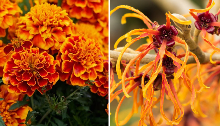 chickenpox,chickenpox treatment,chickenpox treatment at home,remedies to treat chickenpox,Health,Health tips