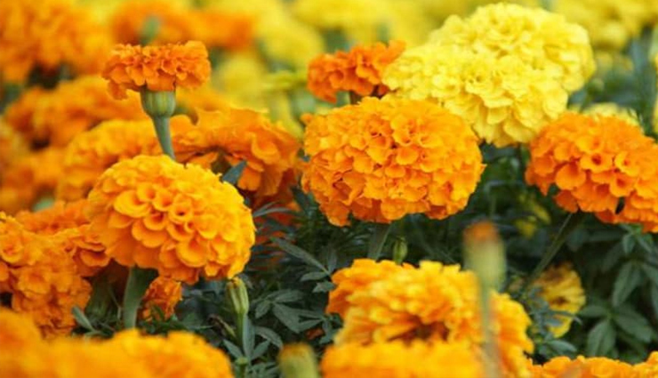 vaginal infection,vaginal infection treatment,home remedies to treat vaginal infection,Health,Health tips