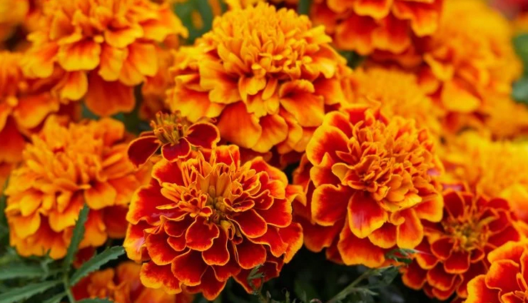 आपकी खूबसूरती को बढ़ाने का काम करेंगे ये 6 फूल, त्वचा को मिलेगा निखार flowers,flower beauty benefits,beauty benefits of flowers,amazing benefits of flowers for skin,natural beauty tips with flowers,floral beauty hacks,flower-infused beauty products,flower skincare benefits,floral remedies for glowing skin,floral beauty treatments,flower beauty secrets,flowers for hair care,beauty benefits of rose petals,flower-based beauty routines,floral beauty rituals