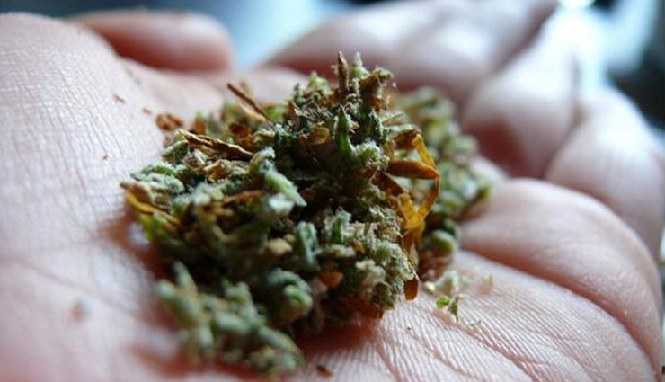  गांजा सूंघने वालों को ये कंपनी दे रही है नौकरी, हर महीने मिलेंगे लाखों रूपये