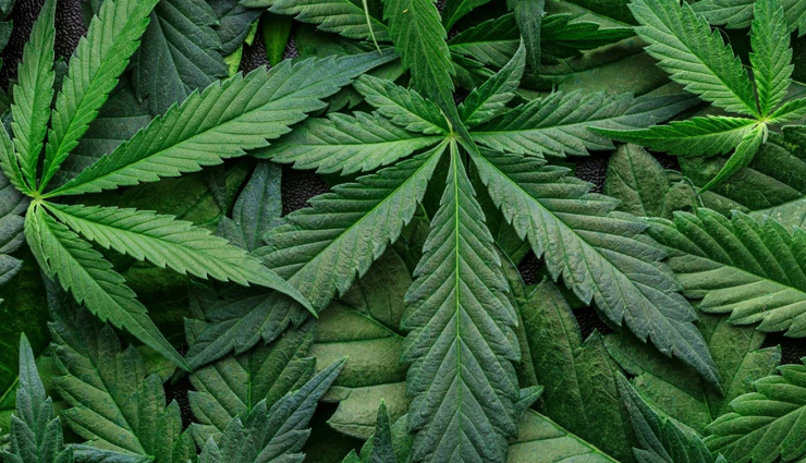 marijuana tea benefits,cannabis tea uses,surprising benefits of marijuana tea,health benefits of cannabis tea,benefits of marijuana-infused tea,marijuana tea advantages,uses of cannabis tea,therapeutic properties of marijuana tea,surprising effects of marijuana tea,natural remedies with marijuana tea,cannabis-infused tea benefits,marijuana tea health benefits