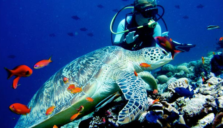5 Indian Destinations To Explore Marine Life