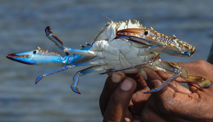 not to miss attractions in jamnagar,top places jamnagar,jamnagar tourism,lakhota lake,marine national park,bala hanuman temple,pratap vilas palace,khijadiya bird sanctuary,pirotan island,darbargadh palace,ratan bai masjid,willingdon crescent,bohra hajira,jamnagar travel guide,things to do in jamnagar,best places in jamnagar