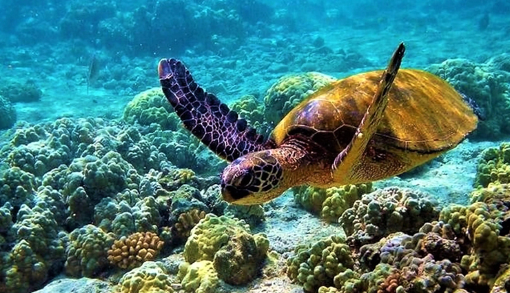 6 Must Visit Marine National Parks in India