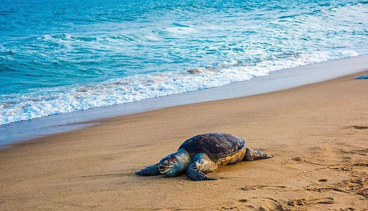 marine national parks in india,india,marine parks