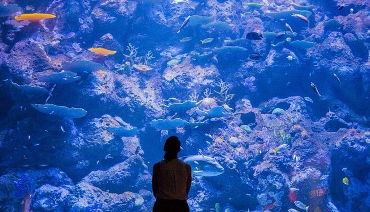 aquarium of western australia,perth,sea life sydney aquarium,sea life melbourne aquarium,crocosaurus cove,darwin,cairns aquarium,sea world,gold coast,stanley seaquarium,tasmania