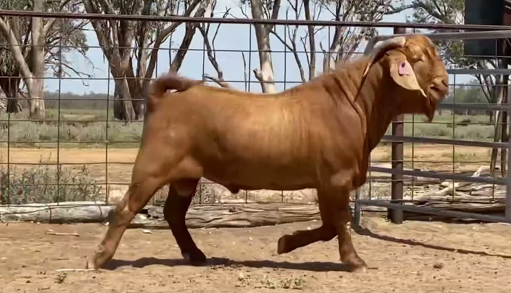 खबरों में छाया यह बकरा मराकेश, इसकी कीमत कर रही हर किसी को हैरान 