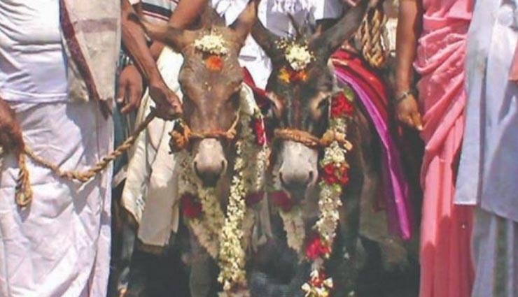 weird rituals,donkey marriage for rain,telangana,werid news,weird news in hindi ,अनोखे रिवाज, गधों की शादी, बारिश के लिए गधों की शादी, तेलंगाना 