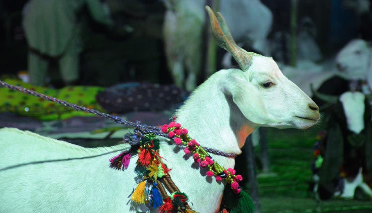 पाकिस्तान में हिंदू युवक ने रचाई बकरी के साथ शादी, वीडियो वायरल होने के बाद तलाश में जुटी पुलिस