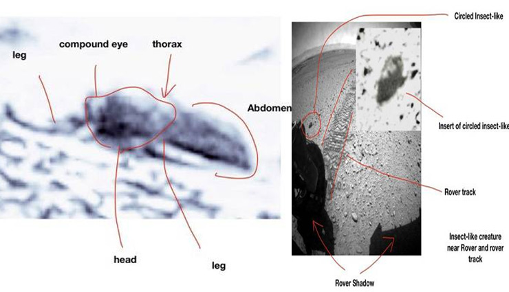 वैज्ञानिकों को मंगल ग्रह पर मिली 'डेड बॉडी', कहा - जीवन संभव है