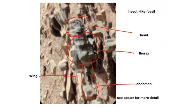 weird news in hindi,mars,life on mars,dead body of insects