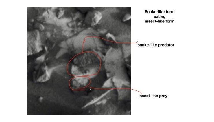 weird news in hindi,mars,life on mars,dead body of insects