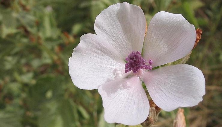 Health tips,healthy living,the yummiest marshmallows have many health benefits,health benefits of marshmallow seeds,marshmallow seeds