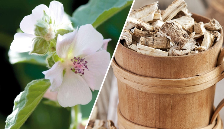 10 Amazing Health Benefits of Consuming Marshmallow Root