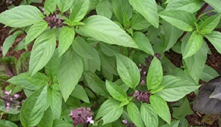 घर में लगा यह पौधा है औषधीय गुणों का भंडार, पेट के कीड़ों को करें खत्म और डाइजेशन को करे ठीक