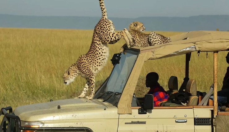 famous wildlife safaris,top safaris around the world,best wildlife safari destinations,popular global safaris,must-visit safari parks,wildlife safari tours,iconic safaris worldwide,top safari experiences,safari travel destinations,exotic safari trips