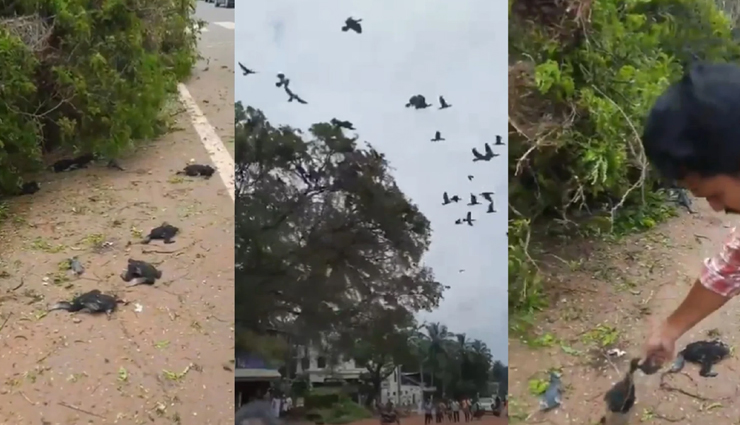 JCB ने गिराया पेड़ और चली गई सैकड़ों पक्षियों की जान, वीडियो देख आने लगेंगे आंखों से आंसू 