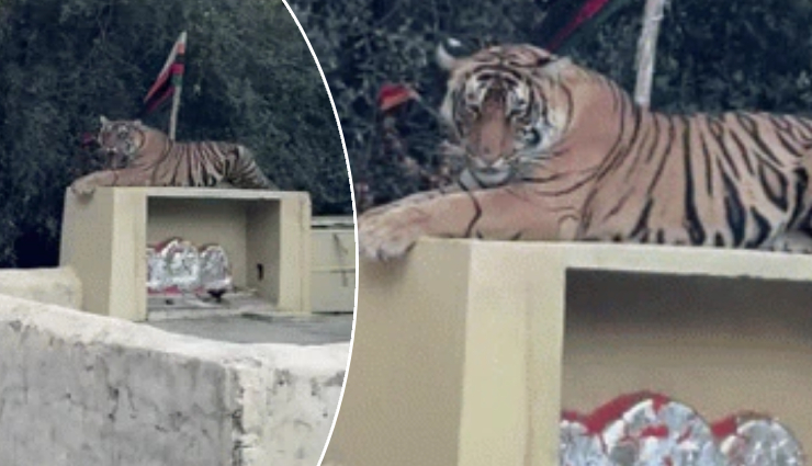 नवरात्रि से पहले माता मंदिर पहुंचा टाइगर, मुंडेर पर बैठकर लगाई दहाड़