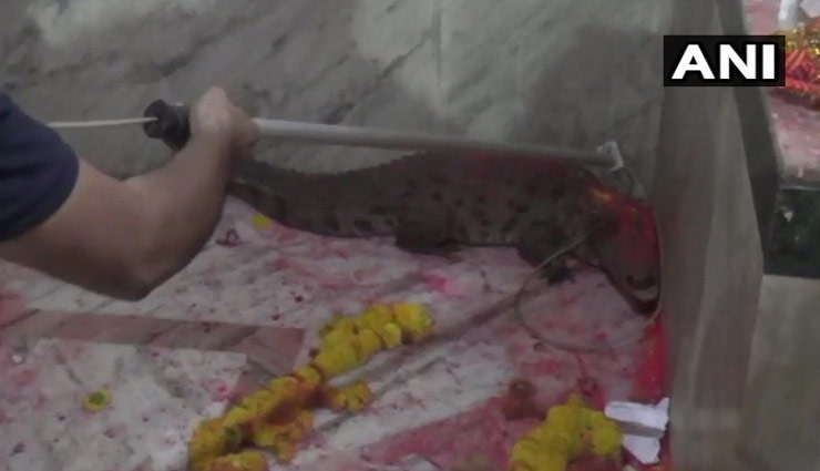 गुजरात: माता के मंदिर में घुसा मगरमच्छ, लोग करने लगे पूजा, फॉरेस्ट अधिकारियों ने किया रेस्क्यू