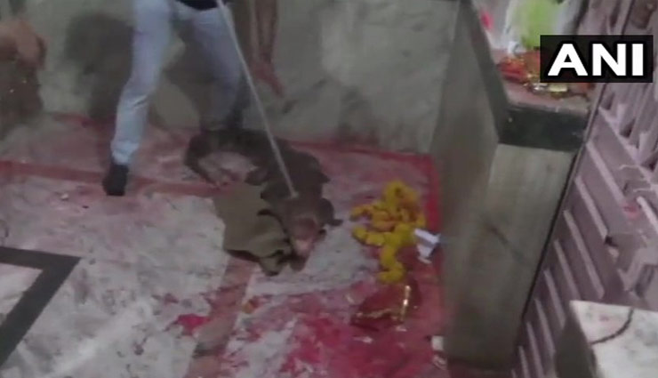 crocodile,rescue,crocodile rescue,gujarat,temple,mahisagar district,khodiyar mata temple,prayers to the crocodile,weird story,weird news