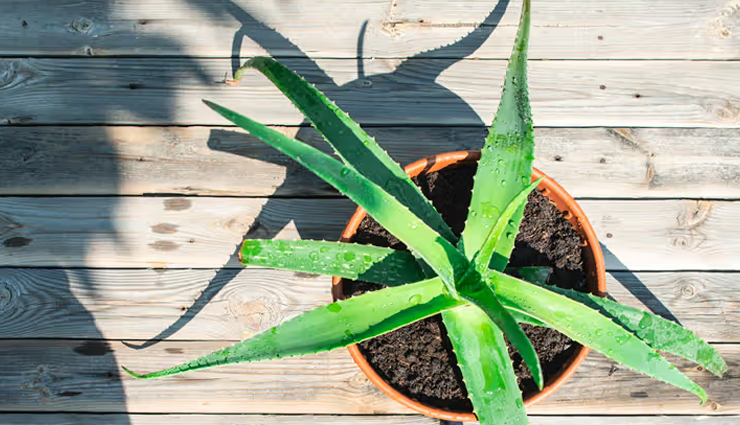 diy mayonnaise for hair,mayonnaise hair mask,benefits of mayonnaise for hair,how to use mayonnaise for hair,mayonnaise for hair growth,mayonnaise for damaged hair,mayonnaise for hair repair,homemade mayonnaise hair treatments,mayonnaise for dry hair,mayonnaise hair conditioner,mayonnaise for silky hair,mayonnaise for frizzy hair,mayonnaise hair mask recipe