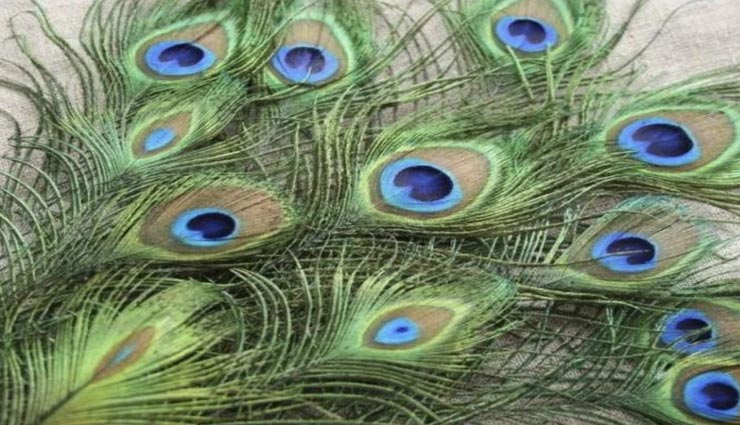 ग्रह दोष से छुटकारा दिलाएगा मोरपंख, इन तरीकों से करें परेशानियों का अंत vastu tips,vastu tips in hindi,vastu dosh,mor pankh measures