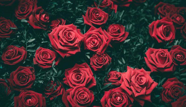 valentines 2019,meaning of color of roses,color of roses