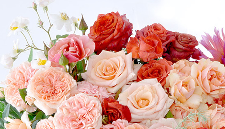 आखिर क्या है अलग-अलग गुलाब देने के मायने, जानिए यहां meaning of giving different roses on rose day,rose day,valentine day,14 feb,roses,mates and me,relationship tips