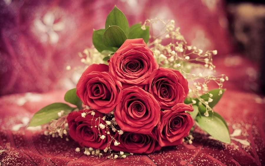 meaning of each color of rose,colors of roses,valentines special,valentines special 2018,astrology tips