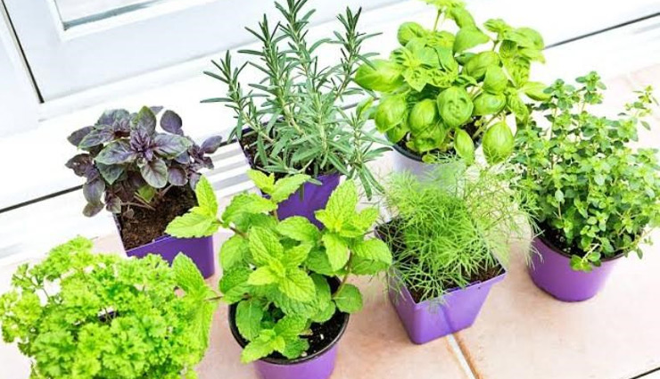 घर में लगाएं ये 9 औषधीय गुणों से भरपूर पौधे, सेवन से होंगे ये फायदे